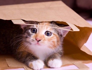shopping kitten
three colored striped kitten looks cute out of paper bag