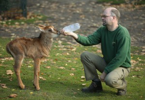 Young Sable Antelope Gets Bottle-Feeding