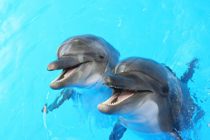 dauphins