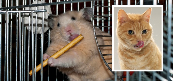 dans ton cul dans ta chatte