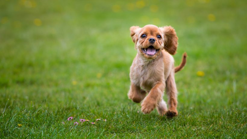 site de rencontre pour chien