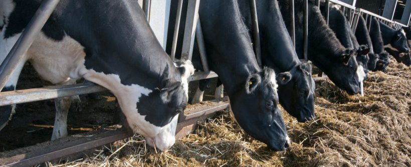 Dairy cattle feeding on silage