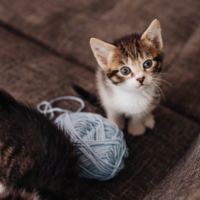 Les Chats Annoncent Officiellement Qu Ils Vont Enfin Choisir S Ils Veulent Sortir Ou Rentrer