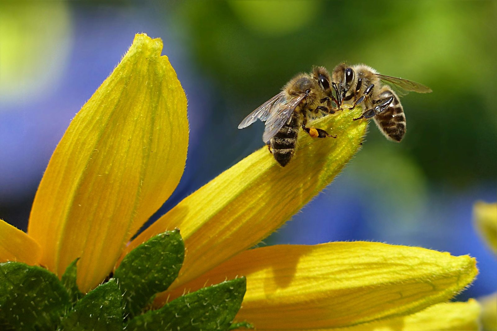 Une abeille dévastée après avoir appris que son miel avait servi à faire des Miel Pop’s