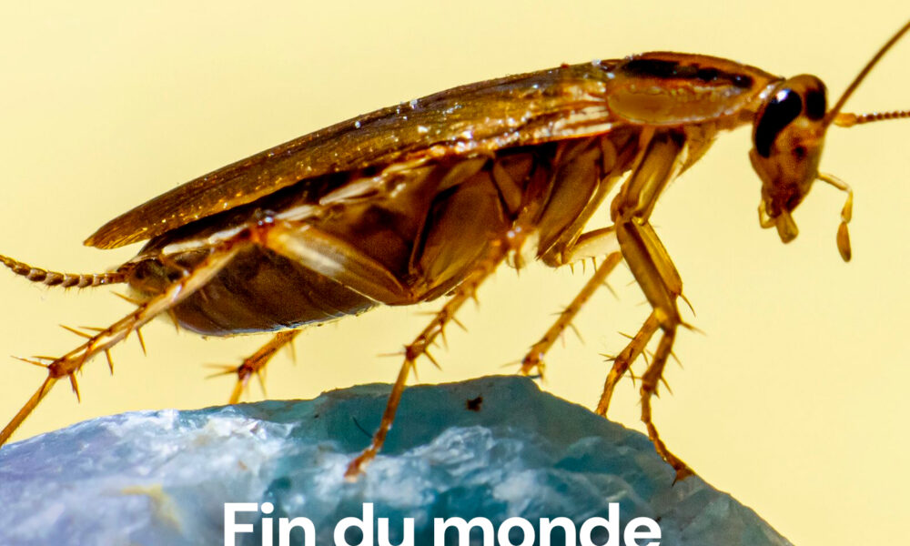 Gorafi Magazine : Fin du monde – Bien choisir son cafard de compagnie